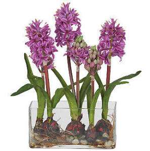   HYACINTH Flower Bulb Arrangement w/ Glass Vase & Rocks ~ Great Gift