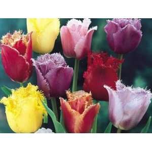  Fringed Mix Tulip Seed Pack Patio, Lawn & Garden