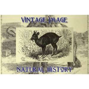   Ring Vintage Natural History Image The Red Brockett