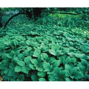  Allegheny Spurge (Pachysandra procumbens) 10 roots Patio 