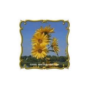   Maximilians Sunflower   Bulk Wildflower Seeds Patio, Lawn & Garden