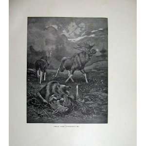  1904 Animals Forest Pleistocene Bear Kill Stag Millais