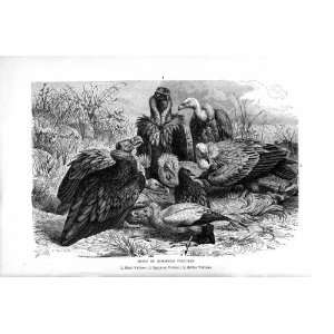  EUROPEAN VULTURES BIRDS PREY NATURAL HISTORY 1895