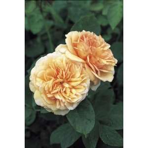  Charles Austin (Rosa English Rose)   Bare Root Rose Patio 