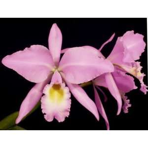 Cattleya gaskelliana Color Spot x Charm  Grocery 