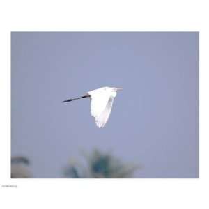 Cattle Egret Flight 10.00 x 8.00 Poster Print