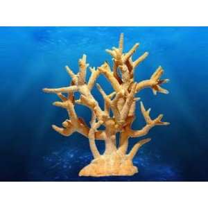  Coral Replica   Staghorn Coral Peach 17x9x17 Everything 