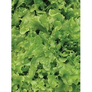  The Cooks Garden   Lettuce, Curly Oakleaf Organic Patio 