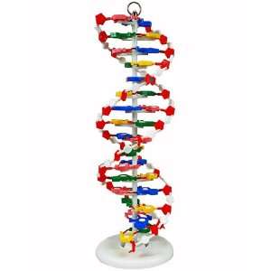 DNA Model