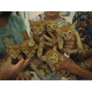  Volunteers Hold Feral Kittens Waiting To Be Spayed and 