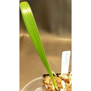  Roly Strachan Peach Clivia Seedling 2+ Leaves Patio, Lawn 