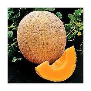  Hales Best Jumbo Cantaloupe   100 Seeds   BONUS PACK 