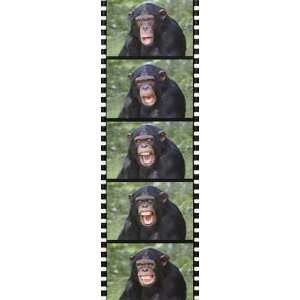  Chimp Faces Poster Print