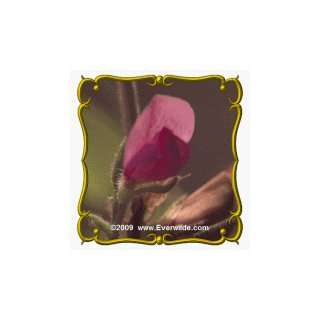  1 Lb Sessile leaf Tick Trefoil (Desmodium sessilifolium 