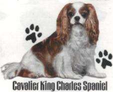   * *Italian Greyhound* *Kerry Blue Terrier* *King Charles Spaniel