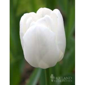  Winterberg White Dream Triumph Tulip   10 bulbs Patio 