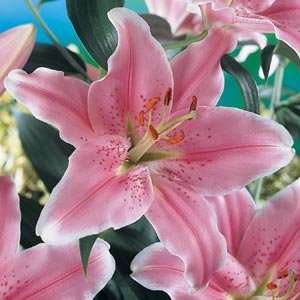  Sorbonne Hybrid Oriental Lily 2 Bulbs  Baby Pink Patio 