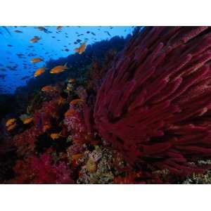  Schools of Anthias Fish Swim around Groups of Soft Corals 