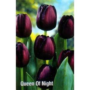  Queen of the Night Single Late Tulip 15 Bulbs Patio, Lawn 