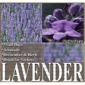  200 LAVENDER VERA FLOWER HERB Seeds 4 soap making, aromatic 