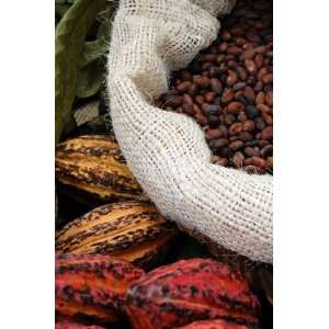  Cocoa Beans (250g portion) Arts, Crafts & Sewing