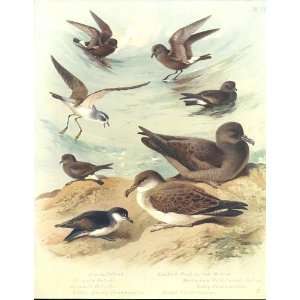  Large Thorburn Birds Petrels & Shearwaters 1915 Prints 