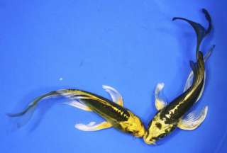   KI MATSUBA Butterfly Fin Live Koi fish pond garden single NDK  