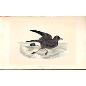  H/C British Birds 1St Ed Morris Stormy Petrel 352