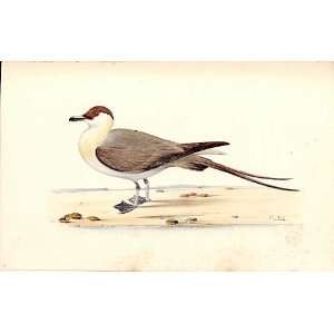  Artic Skua Meyer H/C Birds 1842 50