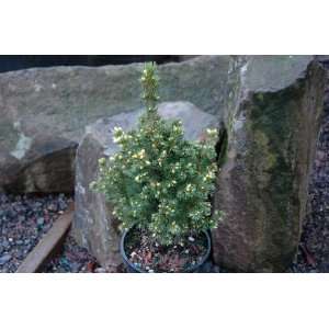   Spruce Tree   Dwarf Conifer   Pot Size #1 gal. Patio, Lawn & Garden