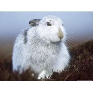  Mountain Hare or Blue Hare, Conspicuous with No Snow 