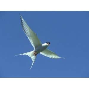  Arctic Tern, Sterna Paradisaea in Flight Against Blue Sky 