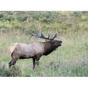  Wapiti Elk, Rocky Mountain National Park, Colorado, USA 