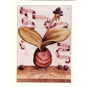  Narcissus Bulbus Table 141    Print