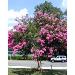  Crape Myrtle Seeds (Lagerstroemia indica)   50 Count 