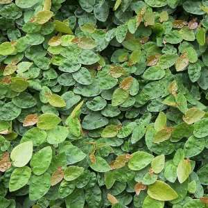  Ficus pumila   Creeping Fig vine Patio, Lawn & Garden