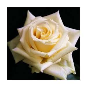  Creme de la Creme (Yellowish tint) Rose 20 Long   100 