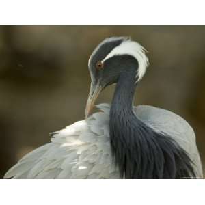  Demoiselle Crane from the Sedgwick County Zoo, Kansas 