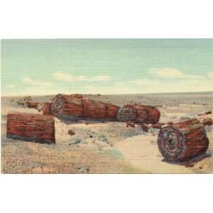 1950s Vintage Postcard Drift Logs in Second Forest   Petrified Forest 