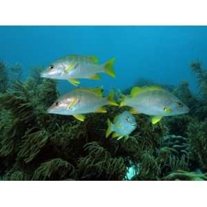 Schoolmaster Snapper, Lutjanus Apodus, Among Soft Gorgonian Coral 