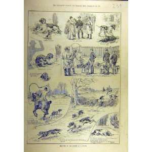    1886 Hound Sketches Hunting Dadd Dogs Old Print