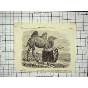  1857 SAPPERS CAMEL ZOOLOGICAL GARDENS GOAT CRIMEA