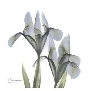  Japanese Iris 2 by Albert Koetsier. Size 13.00 X 13.00 Art 