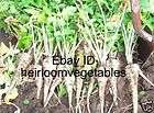 All American Parsnip 1,000 seeds HEIRLOOM. ***SAME DAY SHIPPING***