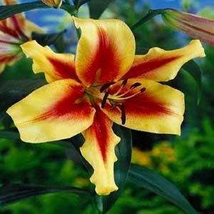  O.T. Hybrid Touch Lily 2 Bulbs   Ships Immediately Patio 