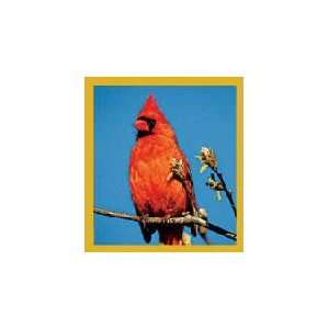 New Magnetic Bookmark Red Cardinal High Quality Modern Design 