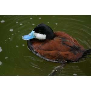 Ruddy Duck Taxidermy Photo Reference CD