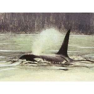  Robert Bateman   Fluid Power Orca Artists Proof 
