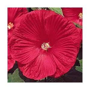 Crimson Wonder Rose Mallow Perennial   Hibiscus Patio 