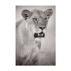 Andy Biggs   Lioness Portrait Giclee 